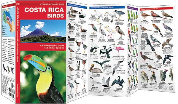 Waterford-Costa Rica Birds (2016)