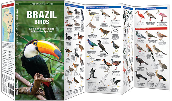 Brazil Birds